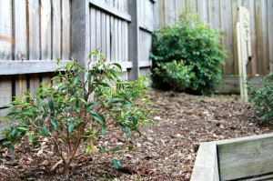 Our weeded garden